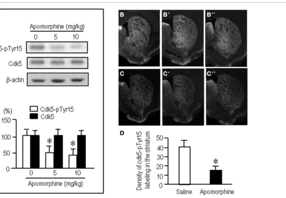 FIGURE 2 | Dopamine receptor stimulation inhibits striatal phosphorylation of Cdk5 at Tyr15