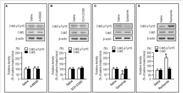FIGURE 3 | Negative regulation of striatal phosphorylation of Tyr15-Cdk5 through a D2R-mediated mechanism