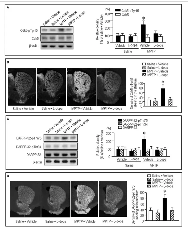FIGURE 5 | Effects of L-dopa on striatal phosphorylation of Cdk5 and DARPP-32 in MPTP mice