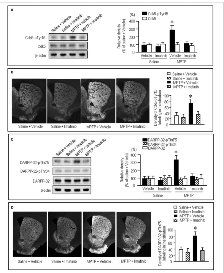 FIGURE 6 | Effects of imatinib on striatal phosphorylation of Cdk5 and DARPP-32 in MPTP mice