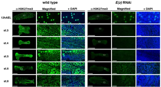 Fig. 2. Distribution of H3K27me3 in wild type and E(z) RNAi eggs and embryos. Twelve hours AEL, H3K27me3 was detected only in cells on the egg surface.