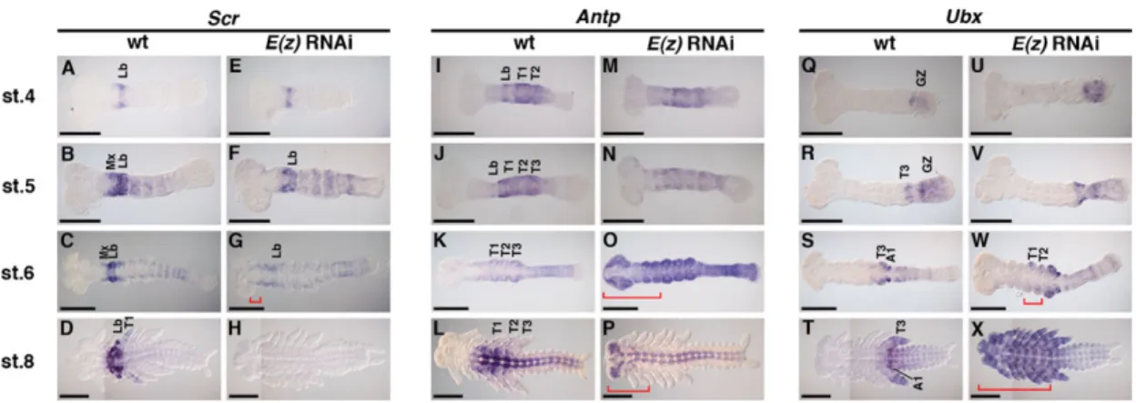 Fig. 3. Effects of E(z) RNAi on the expression patterns of middle Hox genes. (A–D) Expression patterns of Scr in wild type (wt) embryos