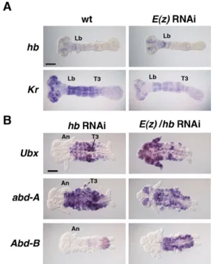 Fig. 5. E(z) and hb regulate posterior Hox genes expression independently. (A) Expression patterns of hb and Kr were not altered in E(z) RNAi embryos at stage (st.) 5