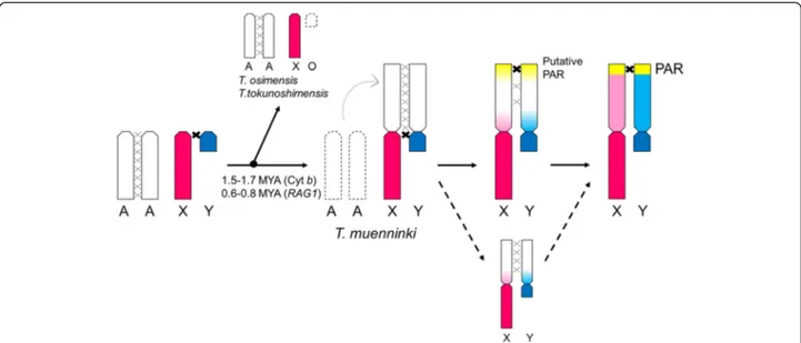 Fig. 3 Evolution of neo-sex chromosomes. In the early stages of sex-chromosome differentiation, a putative PAR with recombination activity might have been formed prior to the spread of recombination suppression