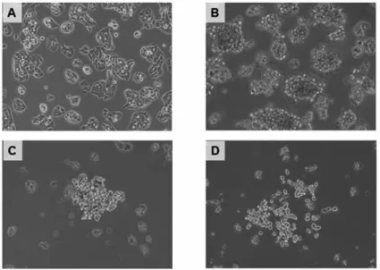 Figure 1 :  The morphological changes of HepG2 (A), sphere (B), sphere with VPA  24 hours (C) and sphere with VPA 48 hours (D)