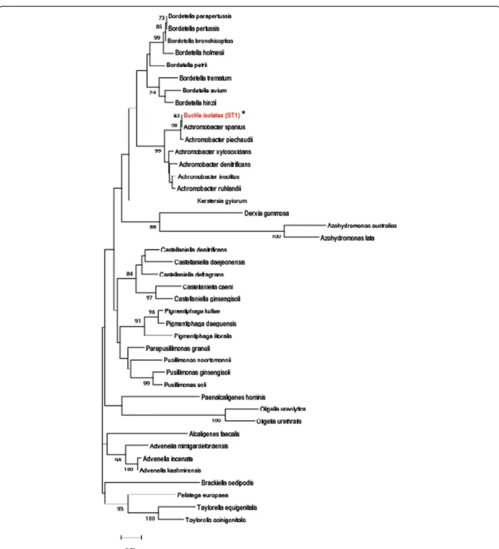 Figure 3 Phylogenetic relationship between the isolate from buckle material and other members of the family Alcaligenaceae