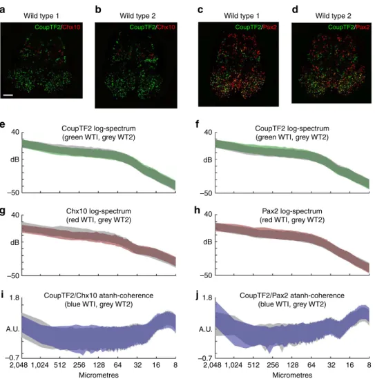 Figure 6 | Analysis of fetal spinal cord organization using MiCASA. (a–d) Representative images of transverse sections from two different E15.5 fetal spinal cord samples (wild type 1 and 2) stained with either CoupTF2 and Chx10 (a,b) or CoupTF2 and Pax2 (c