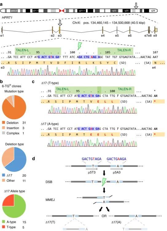 Fig. 1 TALEN disruption of the HPRT1 locus is biased by endogenous microhomology. a Schematic of the human HPRT1 locus with detail for segments of exon 3 and 4 (orange) including splice junctions, the HPRT1_B NC- or Avr-TALEN target sites (green), and pred
