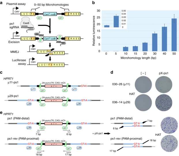 Fig. 3 Parameters affecting cassette excision by MMEJ. a Schematic of the plasmid-based MMEJ assay measuring luciferase repair