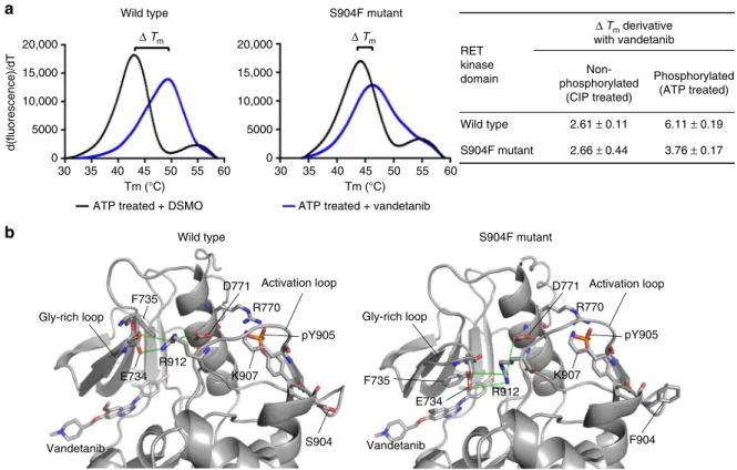 Fig. 4 Decreased thermal stability of the RET kinase-vandetanib complex induced by the S904F mutation