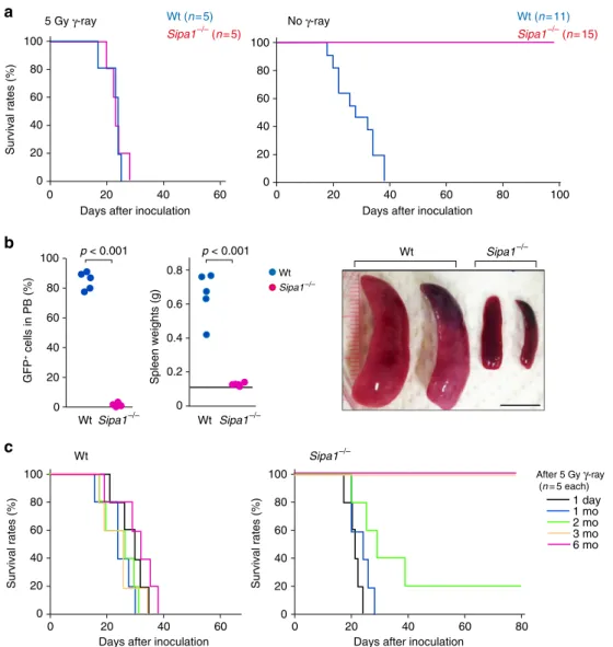 Fig. 1 Bcr-Abl + HPCs fail to develop CML in unirradiated Sipa1 −/− mice. a Normal Lin − BM cells (HPCs) from Wt B6 mice were infected with retrovirus containing p210Bcr-Abl and intravenously injected into Wt B6 and Sipa1 −/− B6 mice at 1.5 × 10 4 cells pe