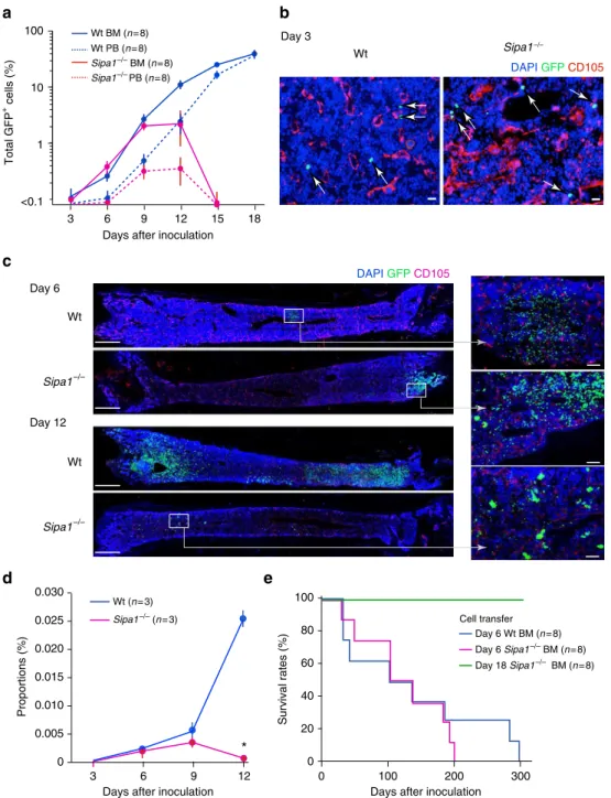 Fig. 2 Bcr-Abl + HPCs home to and initiate proliferation in BM but are eventually rejected in the Sipa1 −/− host