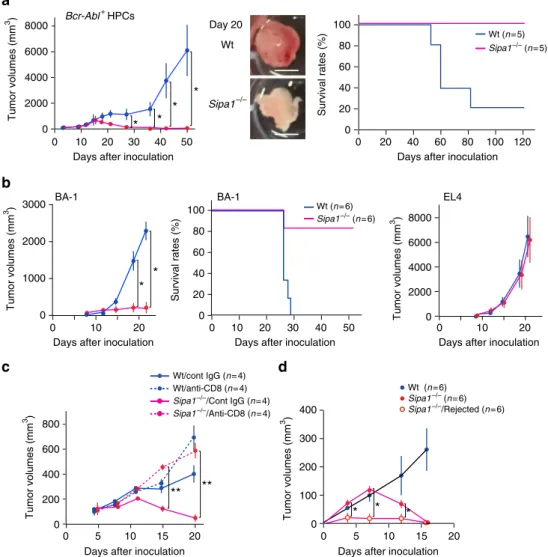 Fig. 5 Sipa1 −/− mice reject the subcutaneous tumors by Bcr-Abl + HPCs in a T-cell-dependent manner and develop immune memory