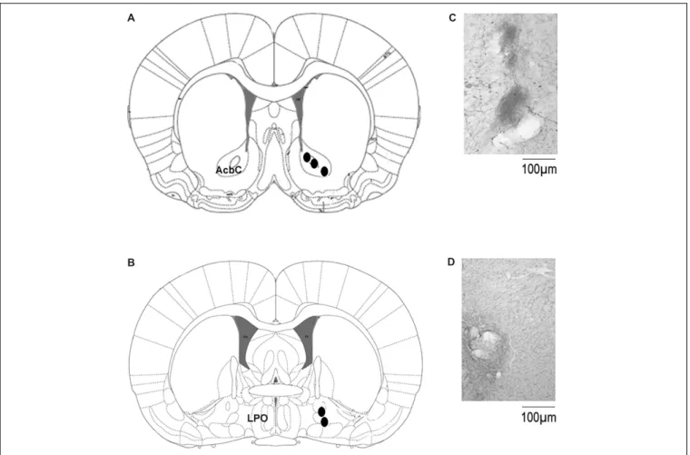 FIGURE 5 | Localization of the microdialysis probe in the microdialysis experiments. (A,B) Shows the schematic illustration from the rat brain atlas (Paxinos and Watson, 2005) with the location of the microdialysis probe in AcbC (coordinates: A = +1.2, L =