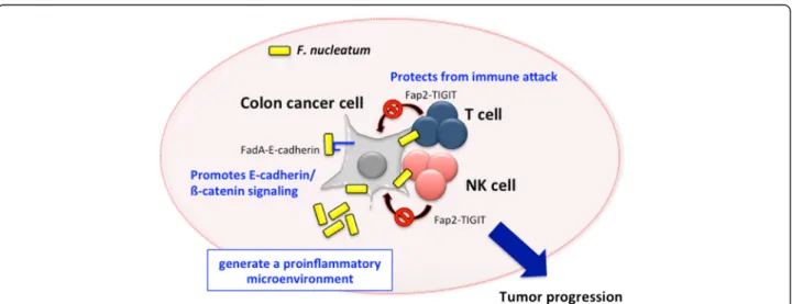 Fig. 2 Involvement of F. nucleatum in colon cancer development. Figure shows the mechanisms of F