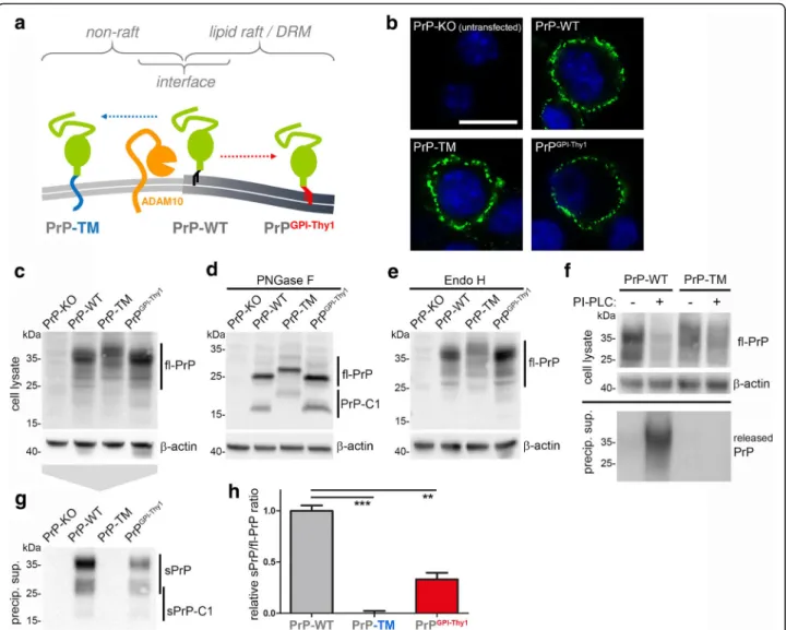 Fig. 5a). Since PrP C is released via microvesicles (e.g.