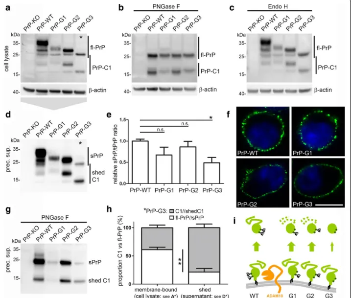 Fig. 2 PrP glycosylation mutants are differentially shed. Representative western blot characterization of PrP C depleted N2a cells (PrP-KO) transfected with wild-type PrP (PrP-WT) or the PrP glycomutants N180Q mutant (PrP-G1), N196Q (PrP-G2) and N180Q/N196