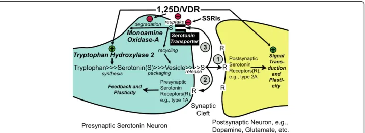 Fig. 6 Actions of 1,25D/VDR on serotonin dynamics in the CNS at the serotonin synapse