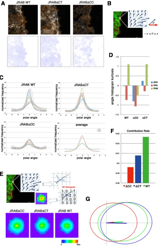 FIGURE 5:  Computational analyses of group behavior of cells expressing JRABwt, JRAB∆CC, or  JRAB∆CT during wound healing, using an optical flow approach