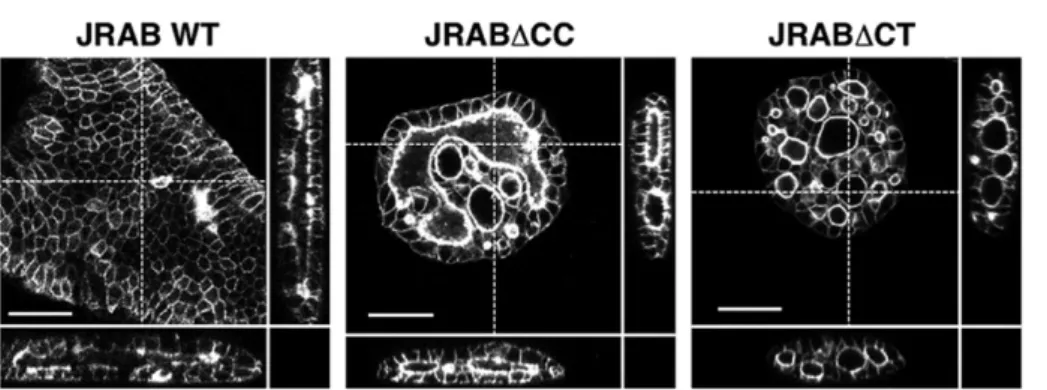 FIGURE 7:  Three-dimensional collective cell migration in collagen gel. Cross-sectional views,  XZ- and YZ-plane are shown together