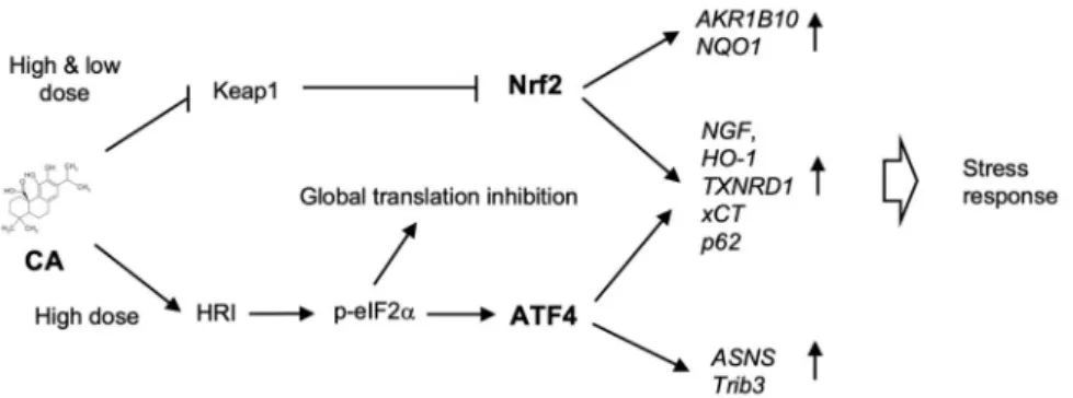 Figure 7. Hypothetical scheme of CA action in mammalian cells. CA activates the Nrf2 pathway only at a low dose ( ≤ 20 µM) but activates both Nrf2 and ATF4 pathways at a high-dose ( ≥ 50 µM)