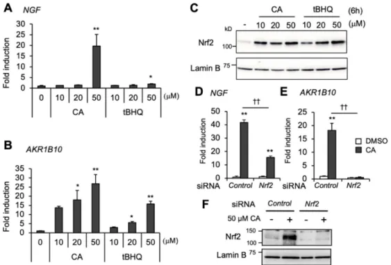 Figure 1. High-dose CA regulates NGF gene expression beyond Nrf2 activation. CA and tBHQ induction of (A) NGF and (B) AKR1B10 genes in U373MG cells