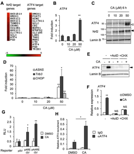 Figure 2. CA activates the ATF4 pathway in a dose-dependent manner in U373MG cells. (A) Heat map representation of genes induced by 50 µM of CA in U373MG cells