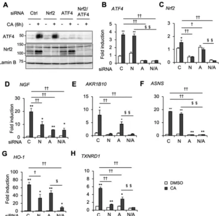 Figure 3. Nrf2 and ATF4 cooperatively modulate CA induction of NGF and antioxidant genes