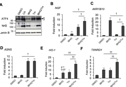 Figure 4. tBHQ and Tm cooperatively modulate NGF and antioxidant gene expression. (A) ATF4 and Nrf2 protein induction by tBHQ and/or Tm