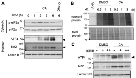 Figure 5. CA activates the ISR pathway for ATF4 induction. (A) CA induction of eIF2α serine 51 phosphorylation