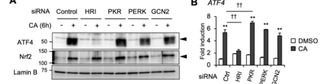 Figure 6. CA activates the ISR pathway through HRI activation. (A) The effect of HRI, PKR, PERK, and GCN2 knockdown on CA induction of ATF4 protein