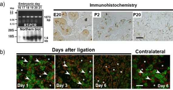 Figure  1.  Expression  and  localization  of  aquaporin  5  (AQP5)  in  the  developing  submandibular  gland (SMG)  of  rats  (a), and in  the  ligated  SMG  of  mice (b).  (a)  Expression of  AQP5  mRNA  in the  embryonic rat SMG was analyzed by reverse