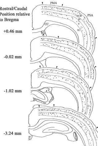 Fig. 1. Topographic organization showing the examining areas and the immunocytochemical distribution of calbindin-D28K in the primary motor and somatosensory cortexes