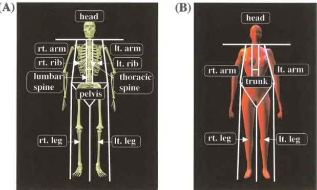 Figure 1 Screen display of (A) bone mineral density and (B) soft tissue composition in vivo