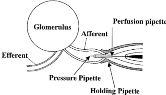 Fig. 1. Schematic illustration of the pipette system.