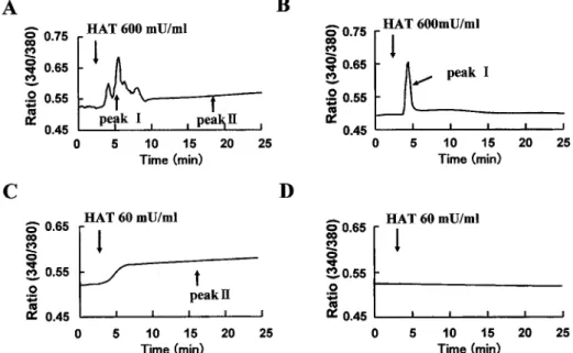 Fig. 5. Effect of rHAT on the [Ca 2+ ] in in the HBEC.