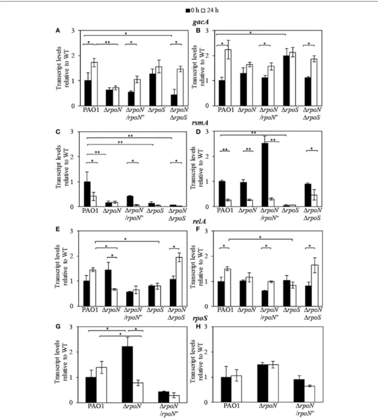 FIGURE 4 | Expression of gacA, rsmA, relA, and rpoS genes in stationary phase wild-type PAO1 and the 1 rpoN, 1 rpoS, 1 rpoN 1 rpoS, and 1rpoN/rpoN + mutants grown in the LB medium (A,C,E,G) and in AB minimal medium (B,D,F,H)