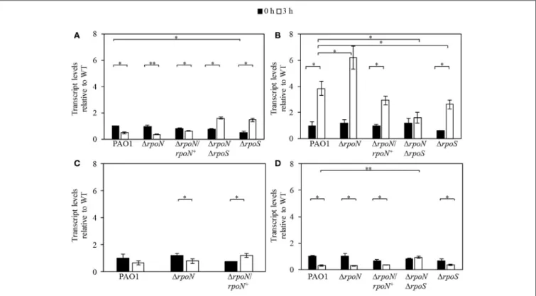 FIGURE 5 | Expression of gacA (A) , rsmA (B), rpoS (C), and relA (D) in logarithmic phase wild-type PAO1 and the 1rpoN, 1rpoS, 1rpoN1rpoS, and