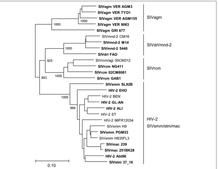 FIGURE 8 | Phylogeny of Gag proteins. Phylogenetic tree based on Gag proteins is shown