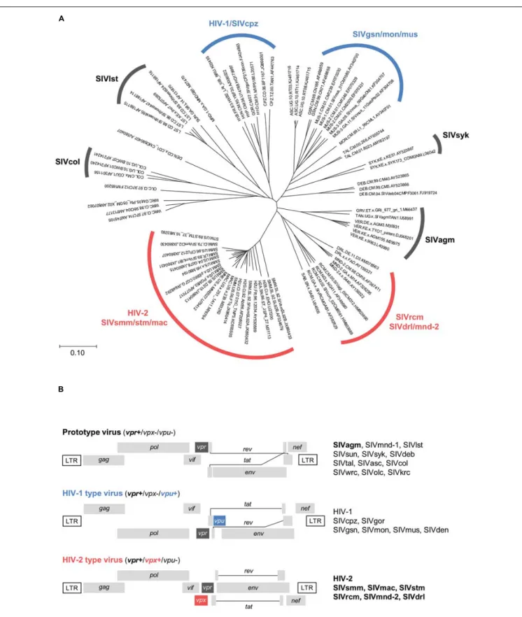 FIGURE 1 | Evolutionary relationship and genome structure of various HIV/SIVs. (A) Phylogeny of HIV/SIVs