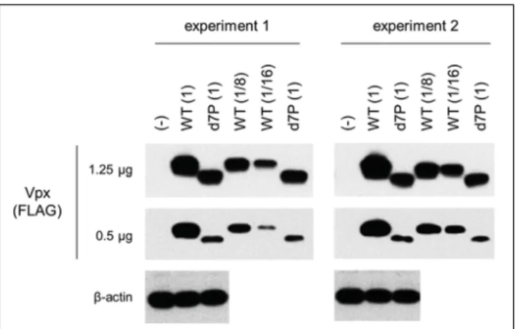 FIGURE 3 | Expression levels of HIV-2 GL-AN Vpx and its d7P mutant.