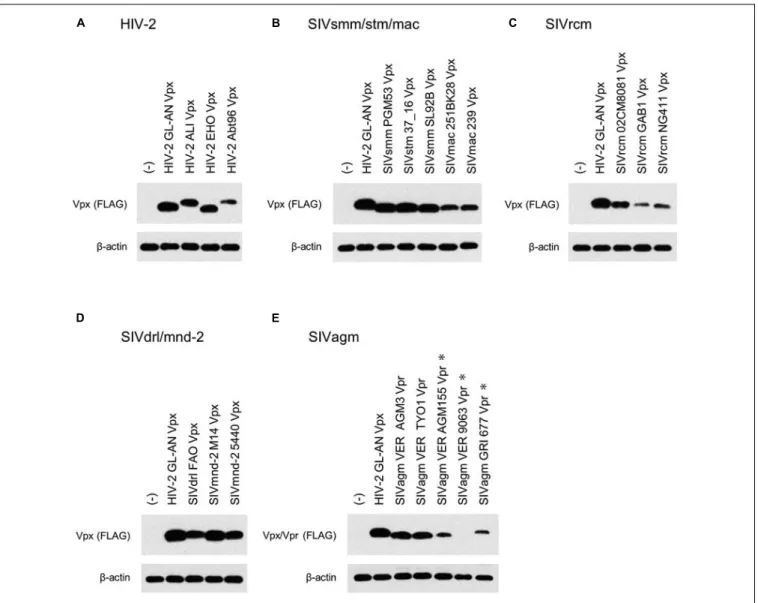 FIGURE 4 | Expression of Vpx/Vpr proteins from various HIV/SIVs. Expression of various Vpx/Vpr proteins (A–E) in transfected 293T cells as monitored by Western blotting analysis is shown