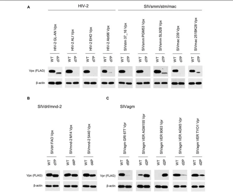 FIGURE 6 | Expression of PPM-deleted Vpx/Vpr mutant proteins from various HIV/SIVs. Expression of PPM-deleted Vpx/Vpr proteins (A–C) in transfected 293T cells as monitored by Western blotting analysis is shown