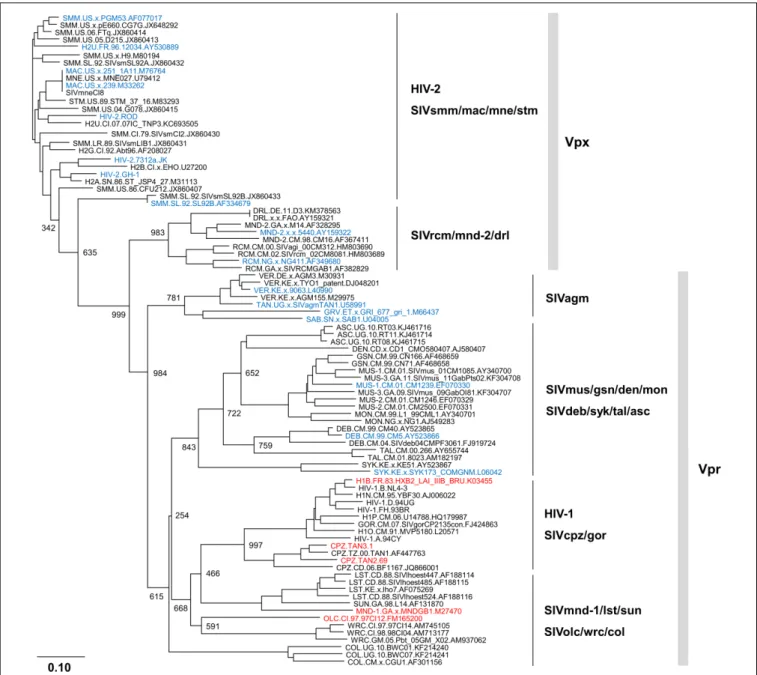 FIGURE 1 | Phylogeny of Vpx/Vpr proteins derived from various human immunodeficiency viruses/simian immunodeficiency viruses (HIV/SIVs).