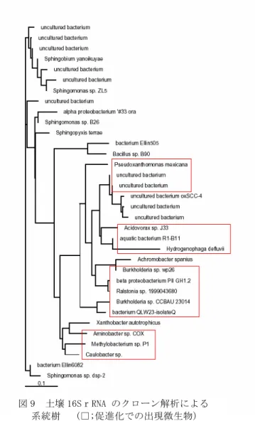 図 9  土壌 16SｒRNA のクローン解析による  系統樹   (□;促進化での出現微生物) 