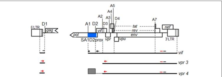 FIGURE 1 | Schematic representation of HIV-1 NL4-3 genome. Various splicing donor (SD) and splicing acceptor (SA) sites in HIV-1 genome are indicated