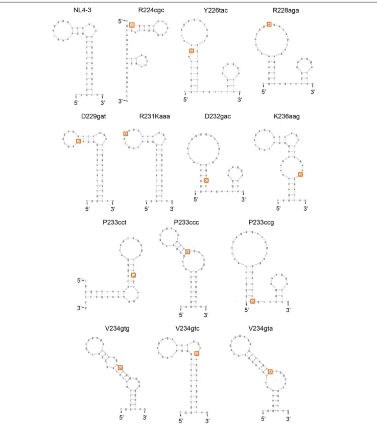 FIGURE 6 | Changes in SLSA1 RNA secondary structure by nSNVs within SLSA1. Various nSNVs analyzed are indicated by orange-boxed capital letters.