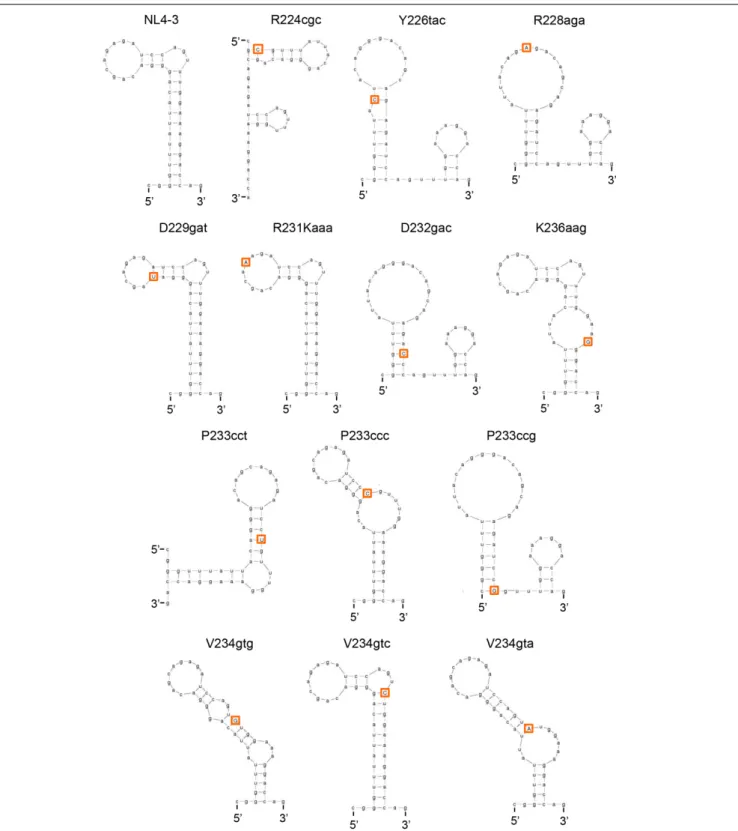 FIGURE 6 | Changes in SLSA1 RNA secondary structure by nSNVs within SLSA1. Various nSNVs analyzed are indicated by orange-boxed capital letters.