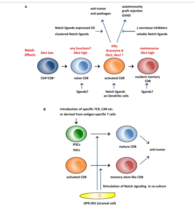 FiGURe 1 | Schematic overview of the roles of the Notch pathway in CD8 +  T cells and its application to immunotherapy