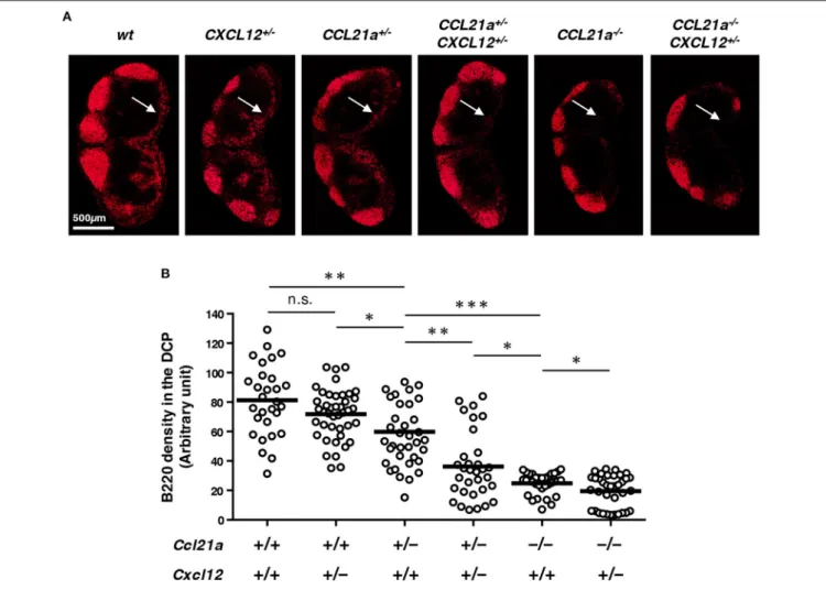 FIGURE 6 | CCL21-ser and CXCL12 synergistically control the localization of B cells in the DCP